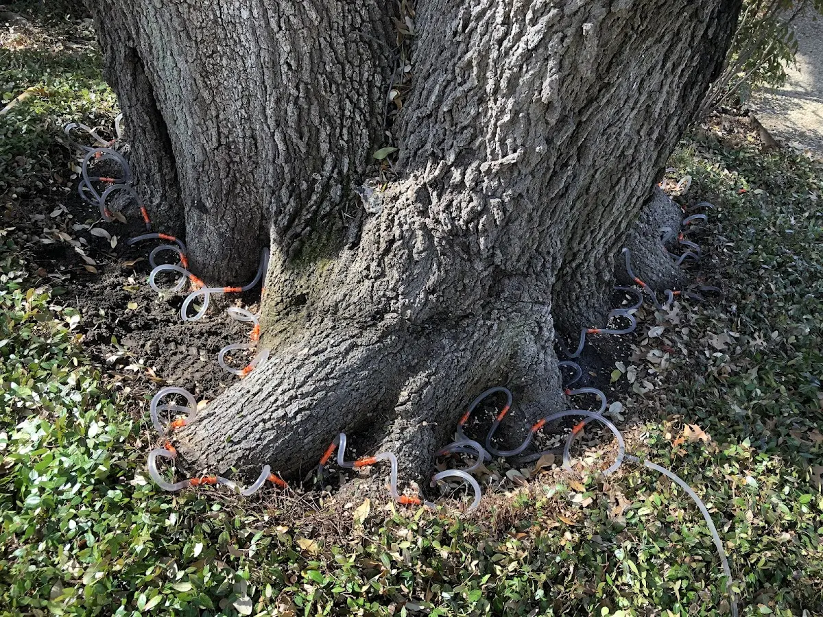 Detailed Tree Cabling and Bracing job site in Upper Marlboro